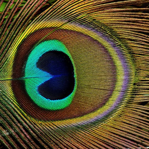 1-Inspo for peacock cuff ring2